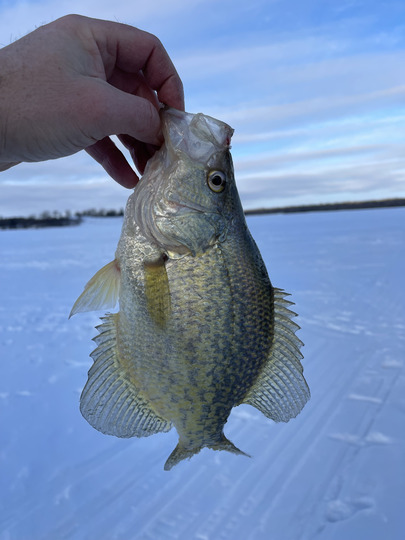 Black Crappie