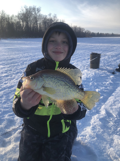 Black Crappie