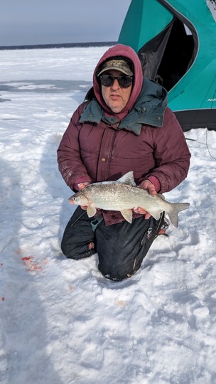 Lake Whitefish