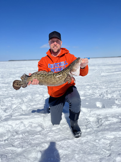 Burbot