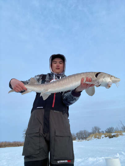 Lake Sturgeon