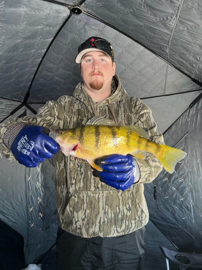 Yellow Perch