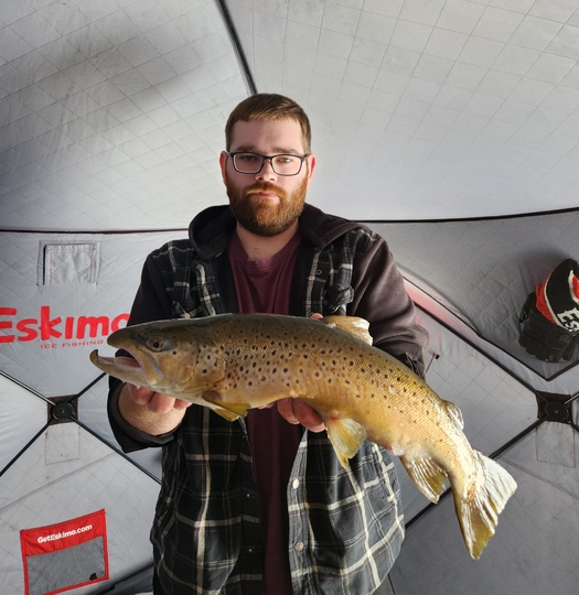 Brown Trout