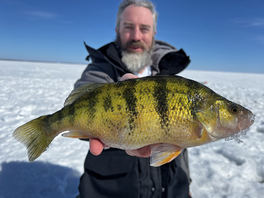Yellow Perch