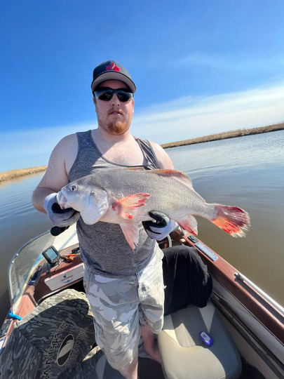 Freshwater Drum