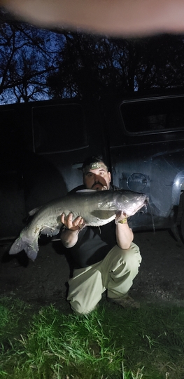 Channel Catfish