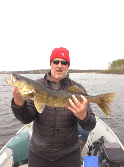 Walleye