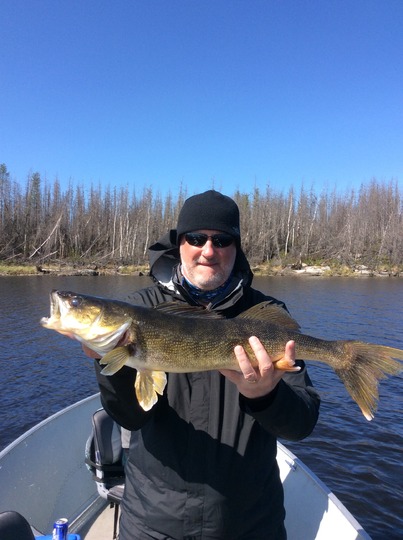 Walleye