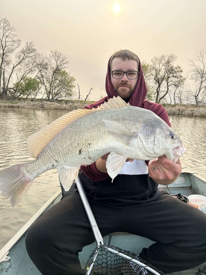 Freshwater Drum