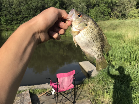 Rock Bass