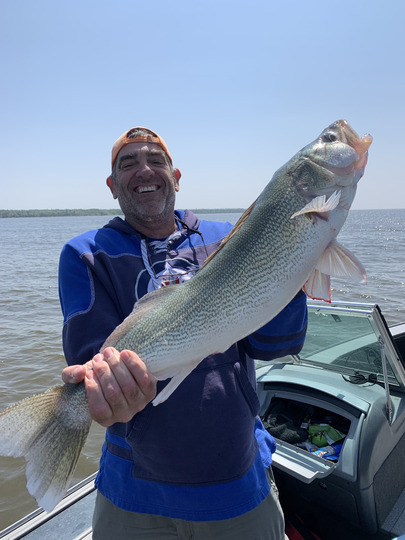 Walleye