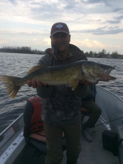 Walleye