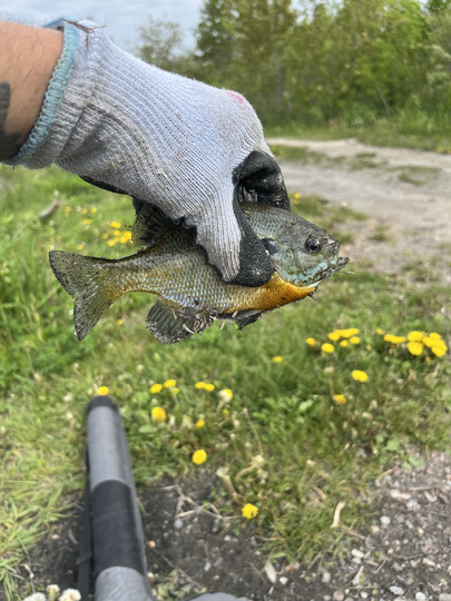 Sunfish