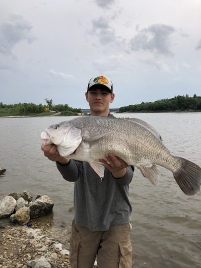 Freshwater Drum