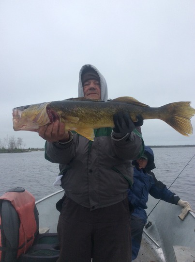 Walleye