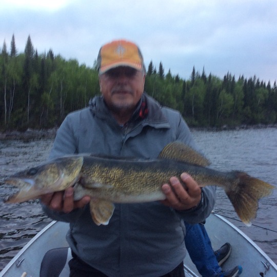 Walleye