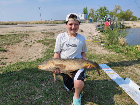 Common Carp