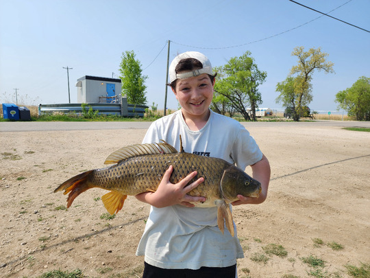 Common Carp