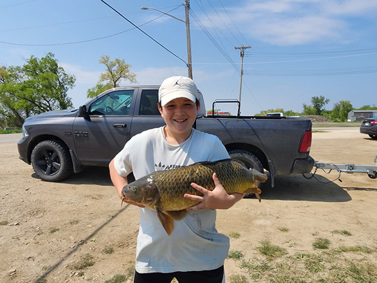 Common Carp