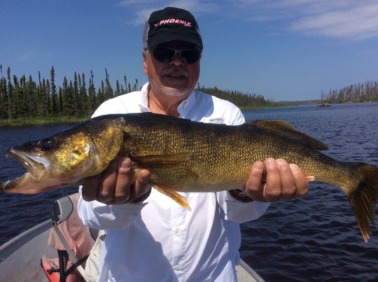 Walleye