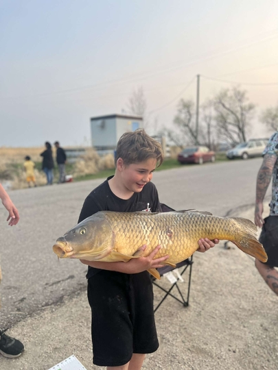 Common Carp