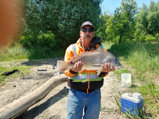 Freshwater Drum