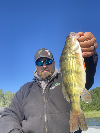 Yellow Perch