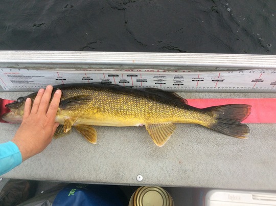 Walleye