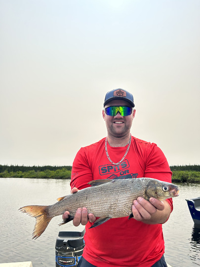 Lake Whitefish