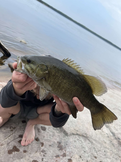 Smallmouth Bass