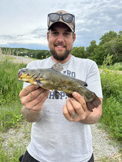 Bullhead