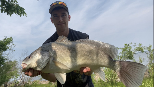 Freshwater Drum