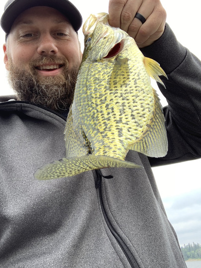 Black Crappie