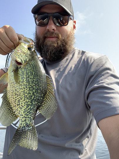 Black Crappie