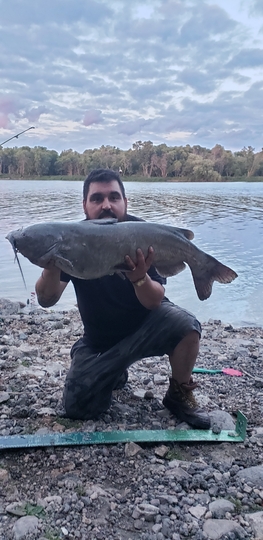 Channel Catfish