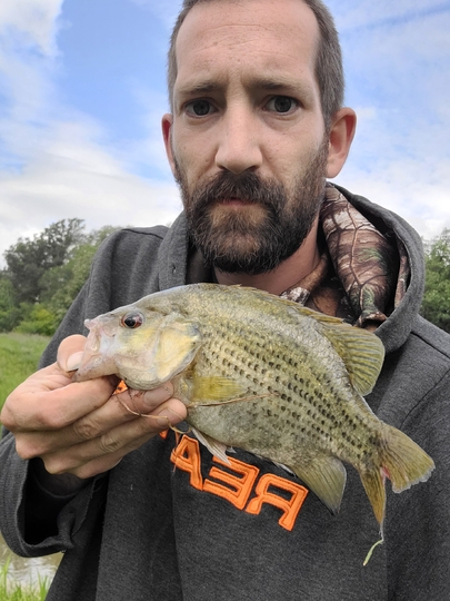 Rock Bass