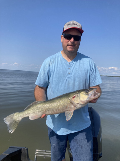 Walleye