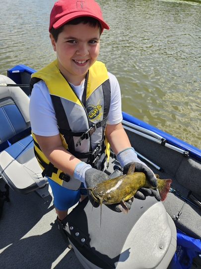 Bullhead