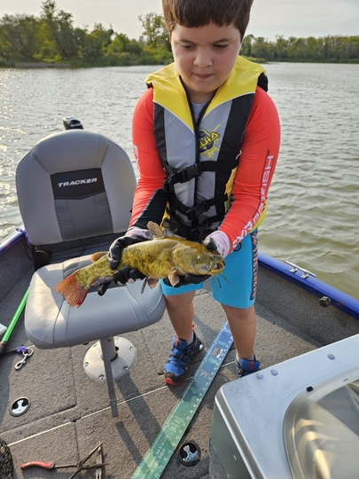 Bullhead