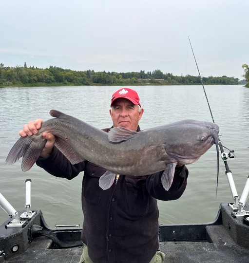 Channel Catfish