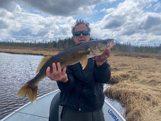 Walleye