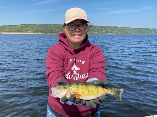 Yellow Perch