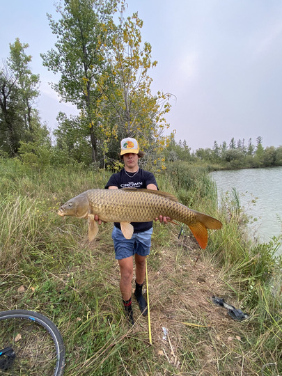 Common Carp