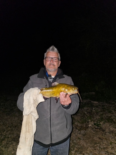 Bullhead