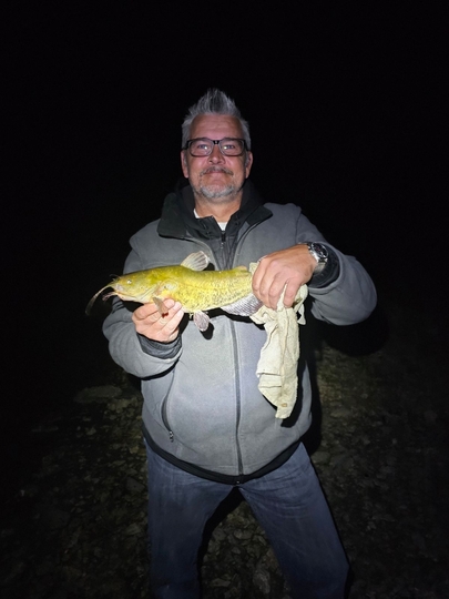 Bullhead