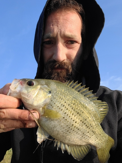 Rock Bass