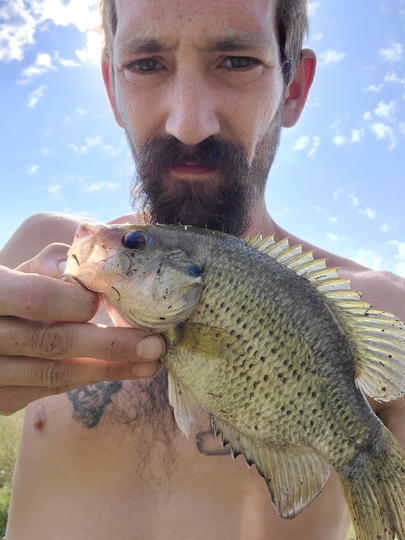 Rock Bass