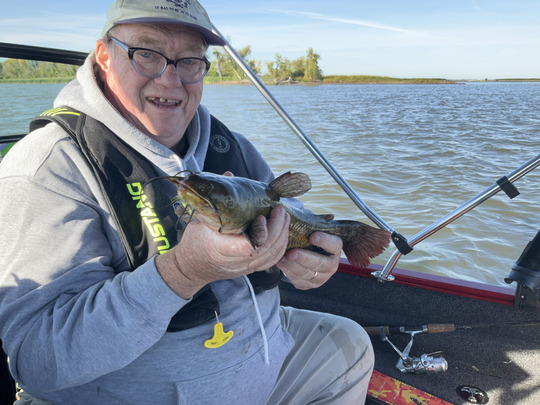 Bullhead