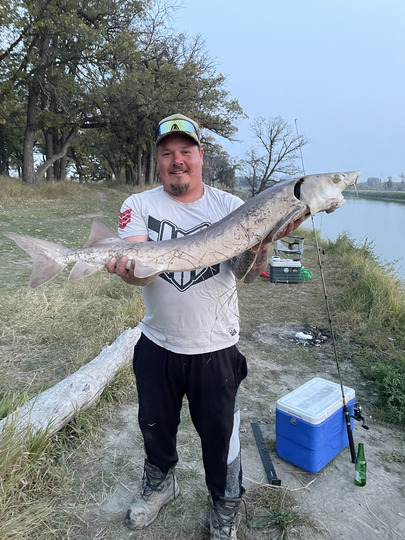 Lake Sturgeon