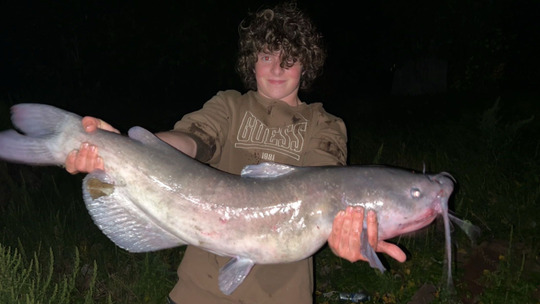 Channel Catfish